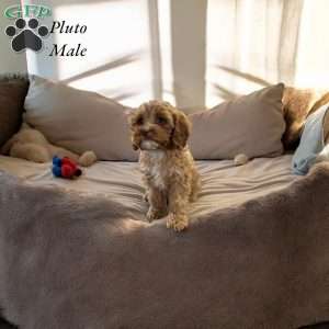 Pluto, Cavapoo Puppy